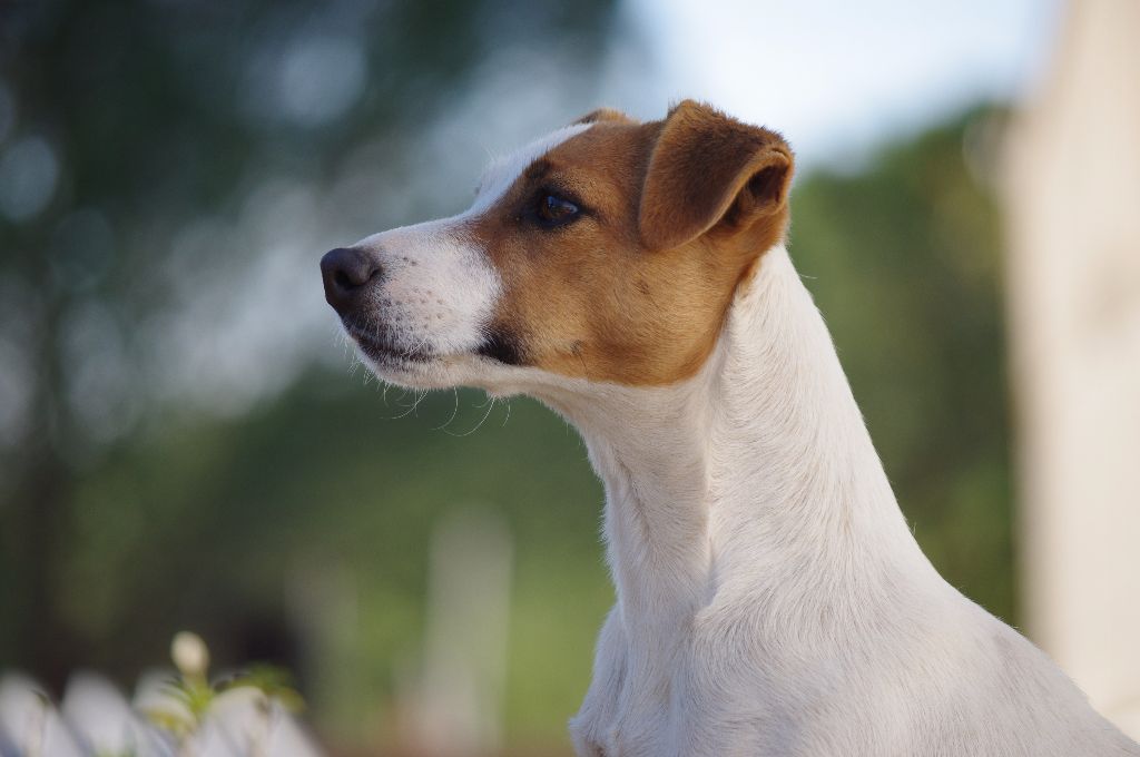 Les Jack Russell Terrier de l'affixe Du Ruisseau De La Steinmatt