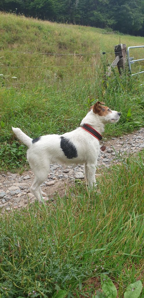 Les Parson Russell Terrier de l'affixe Du Ruisseau De La Steinmatt