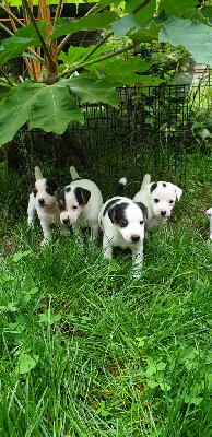 Du Ruisseau De La Steinmatt - Parson Russell Terrier - Portée née le 24/07/2023