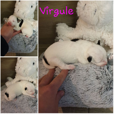 Virgule 