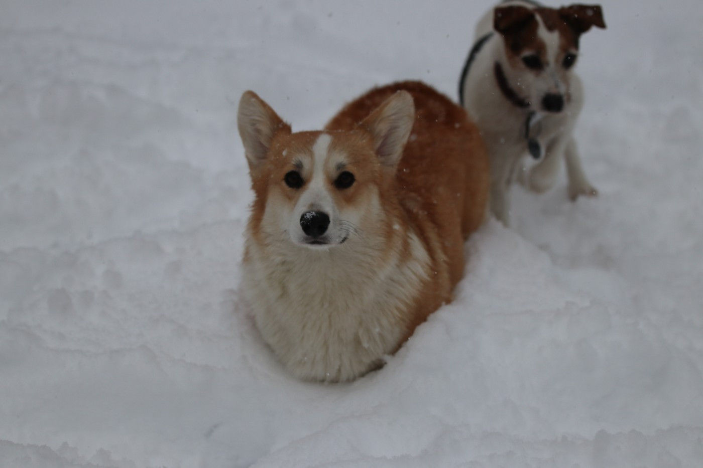 Les corgis dans la neige