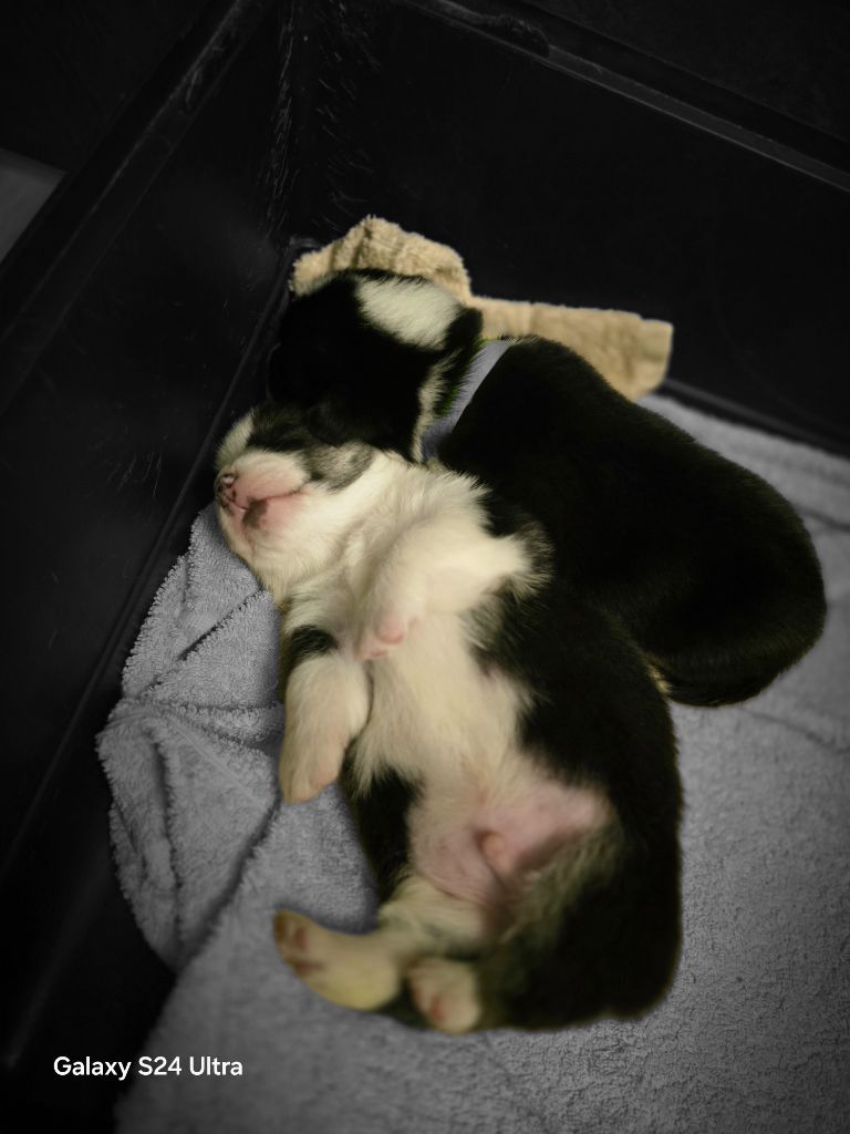 Du Ruisseau De La Steinmatt - Welsh Corgi Pembroke - Portée née le 16/01/2025