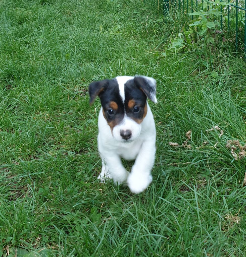Du Ruisseau De La Steinmatt - Jack Russell Terrier - Portée née le 04/08/2023