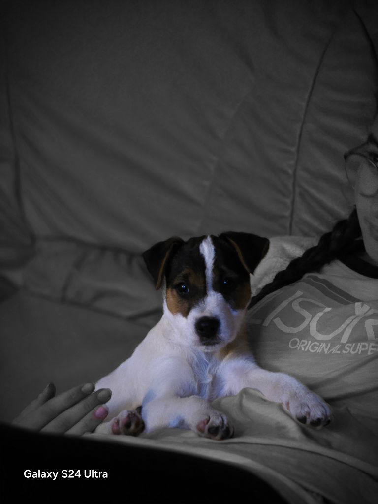 Du Ruisseau De La Steinmatt - Parson Russell Terrier - Portée née le 16/02/2024